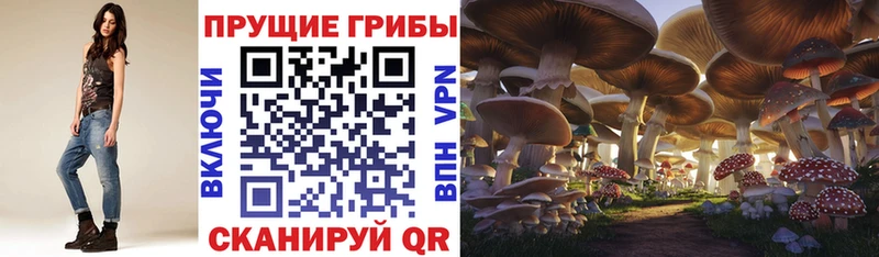 Псилоцибиновые грибы GOLDEN TEACHER  Купить  Качканар 